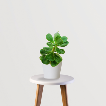 Rose Crassula tabletop succulent
